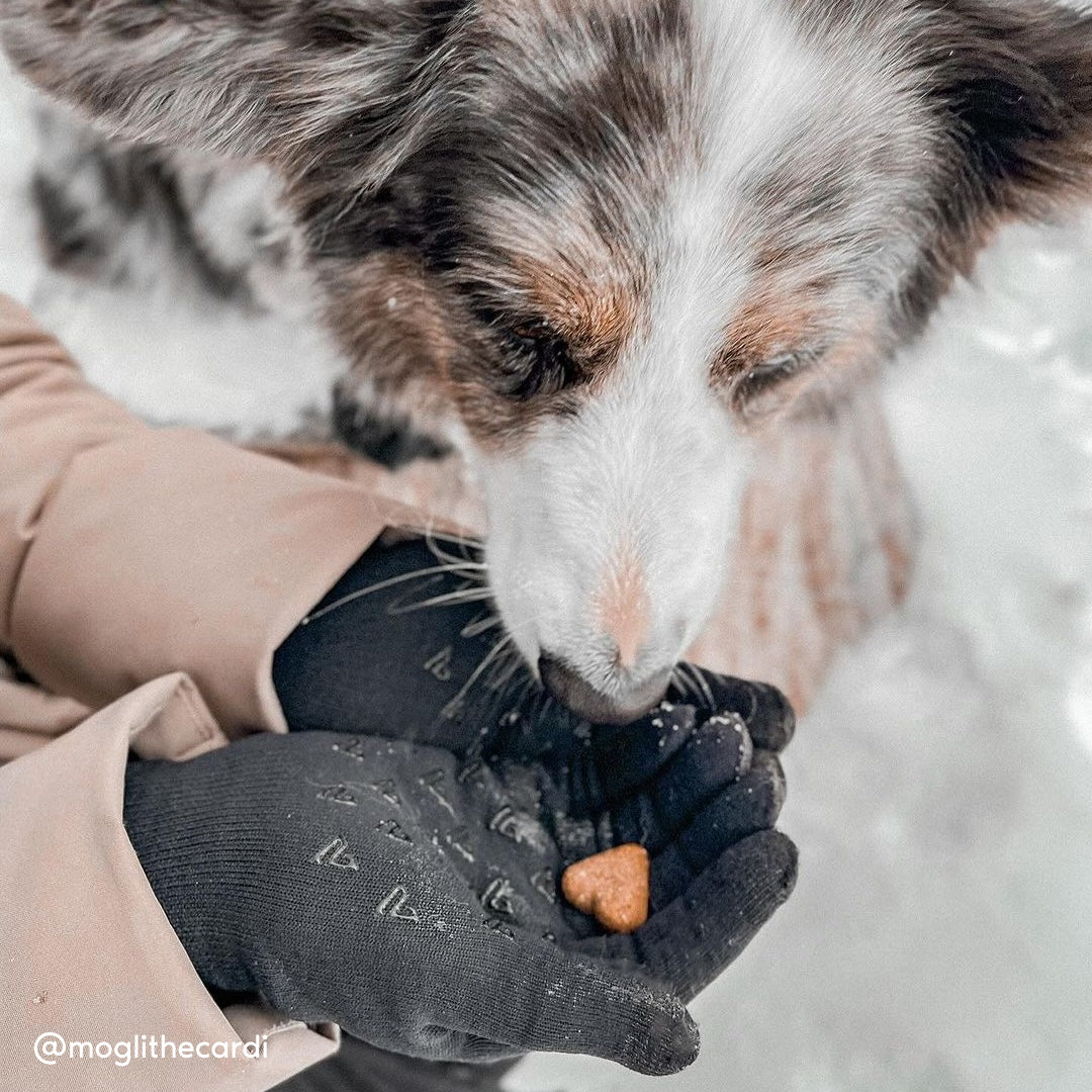 Forecast Waterproof Gloves